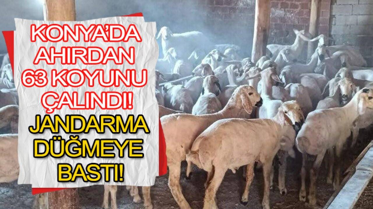 Konya’da ahırdan 63 koyunu çalındı, jandarma düğmeye bastı!