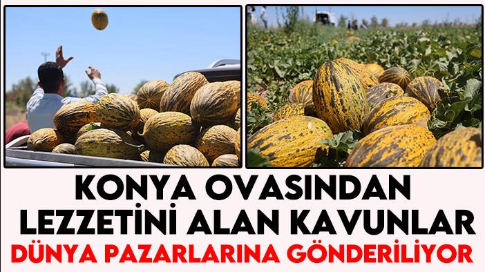 Konya Ovasından lezzetini alan kavunlar, dünya pazarlarına gönderiliyor