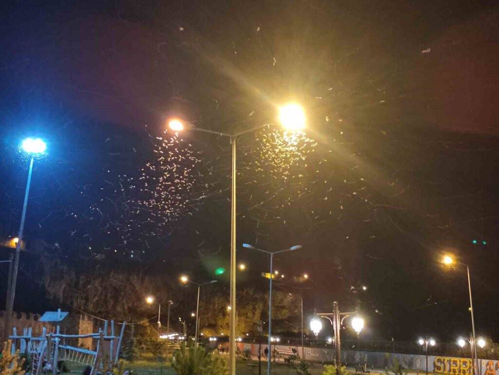 Ardahan’da kelebeklerin "ölüm dansı" devam ediyor