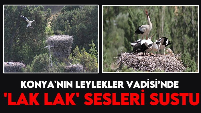 Konya'nın Leylekler Vadisi’nde “lak lak” sesleri sustu