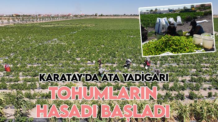 Karatay'da ata yadigarı tohumların hasadı başladı