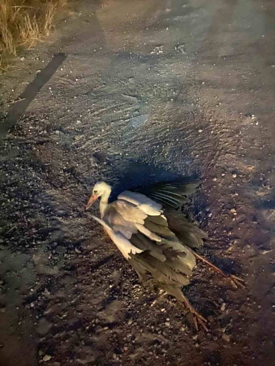 Elektrik akımına kapılarak yaralanan leyleğe, elektrik teknisyeni sahip çıktı