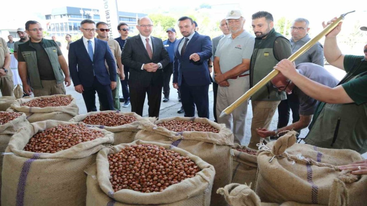 TMO Giresun’da fındık alımına başladı işte fiyatlar...