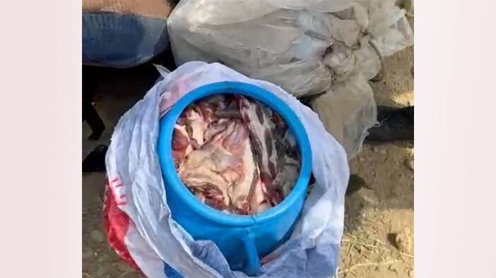 Koruma altındaki keçiye av 699 bin liraya patladı