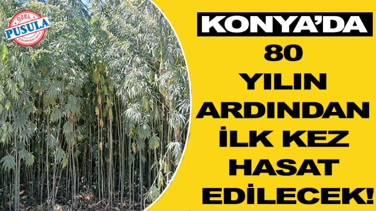 Konya’da 80 yılın ardından ilk kez hasat edilecek!