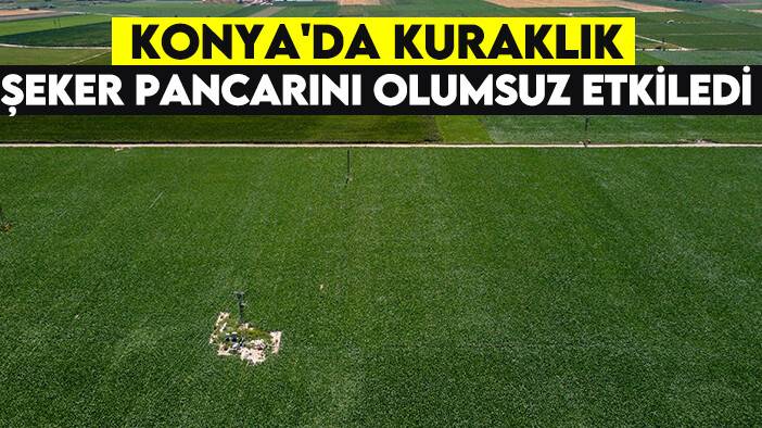 Konya'da kuraklık şeker pancarını olumsuz etkiledi