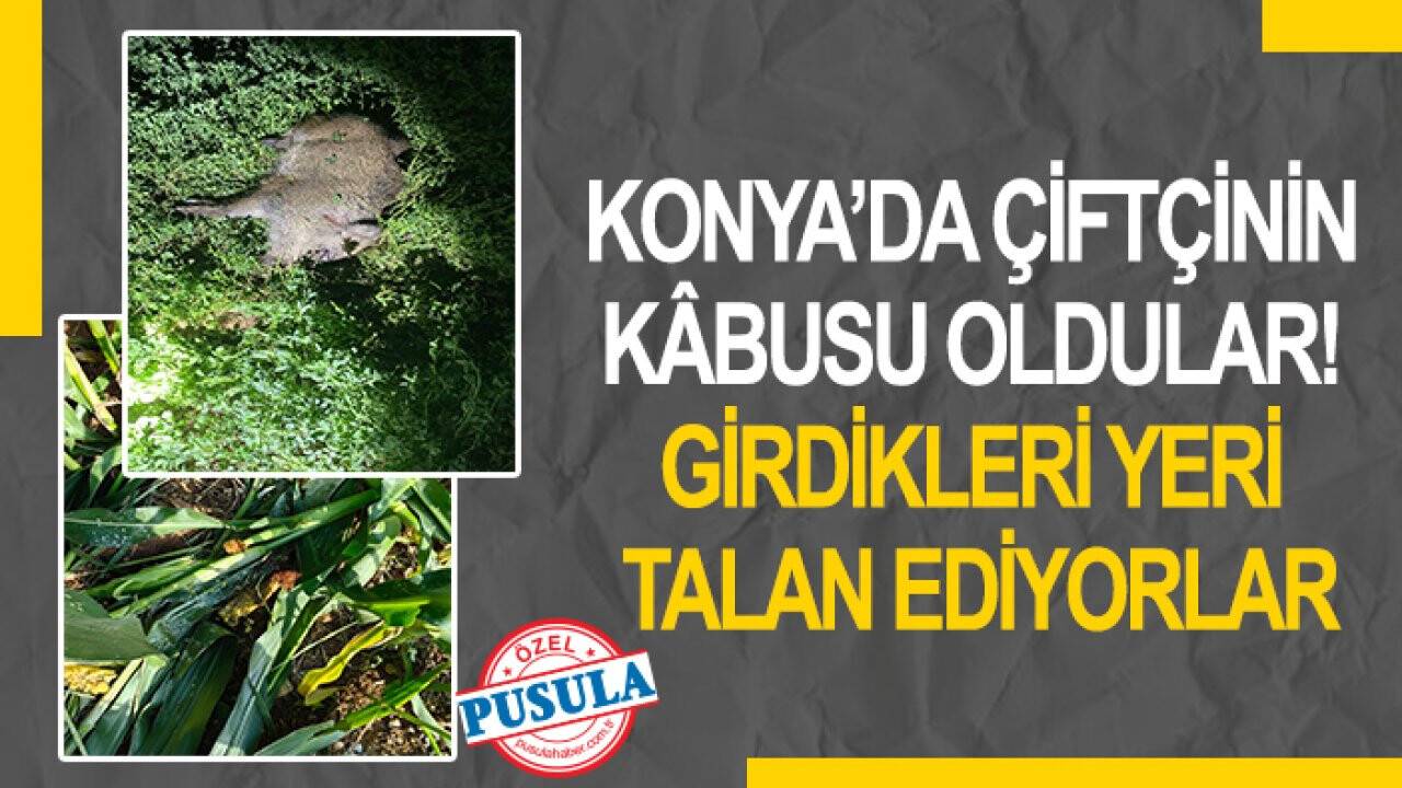 Konya’da çiftçinin kâbusu oldular! Girdikleri yeri talan ediyorlar (Tıkla-izle)