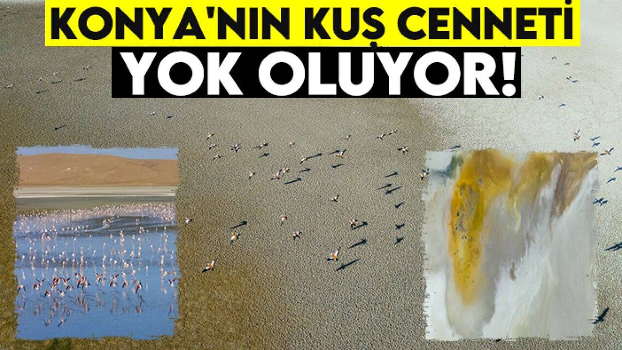 Konya'nın kuş cenneti yok oluyor!