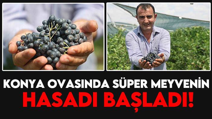 Konya Ovasında süper meyvenin hasadı başladı!