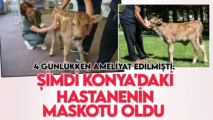 4 günlükken ameliyat edilmişti: Şimdi Konya'daki hastanenin maskotu oldu