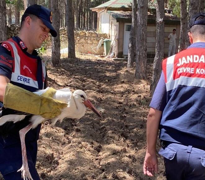 Konya'da yaralı leylek tedavi altına alındı