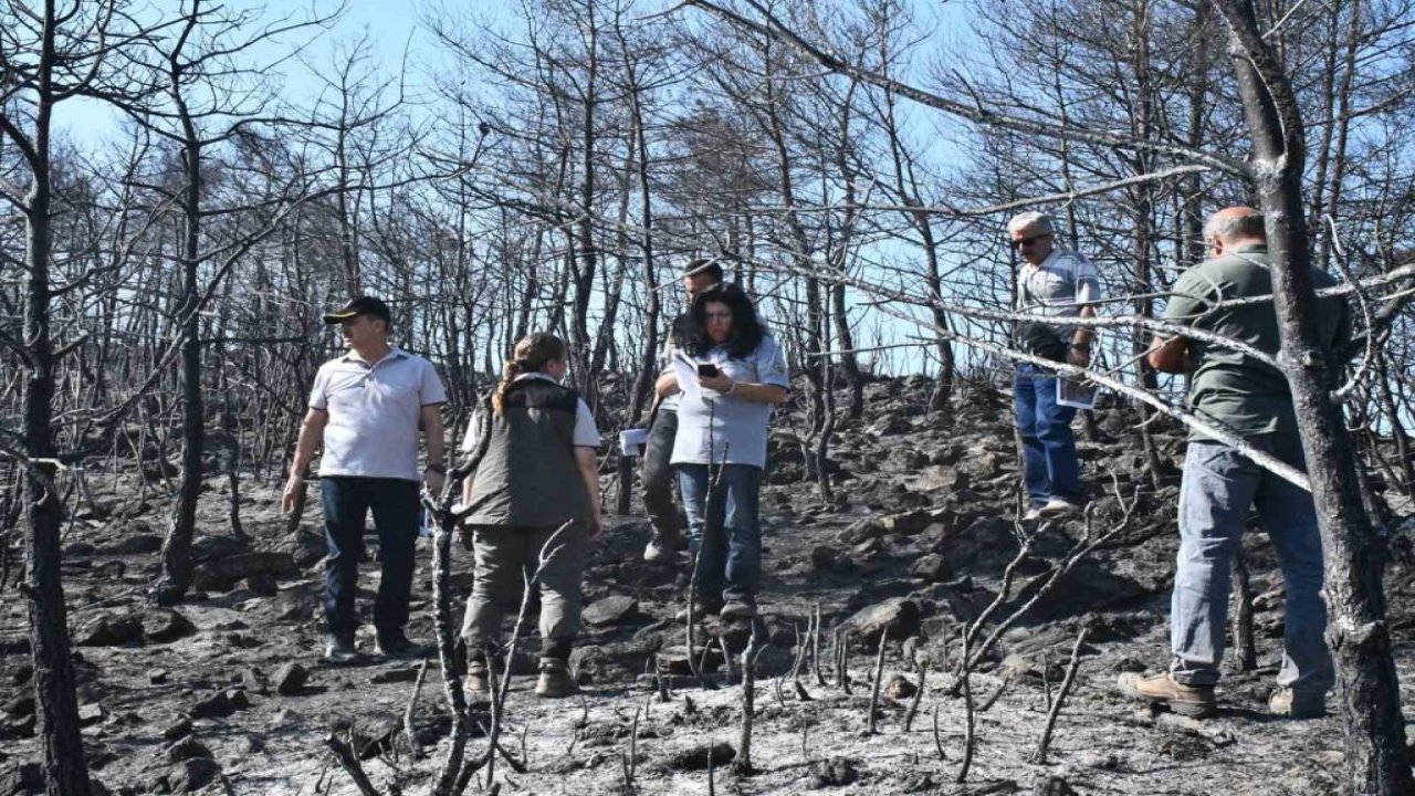 Yangın sonrası ormanlık alanlarda yeşillendirme çalışmalarına başlandı