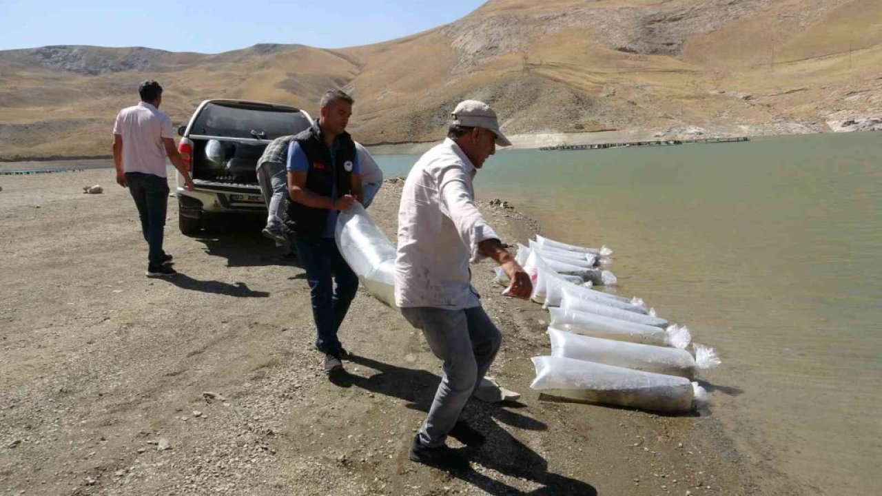 400 bin yavru sazan Van'daki göllere bırakıldı