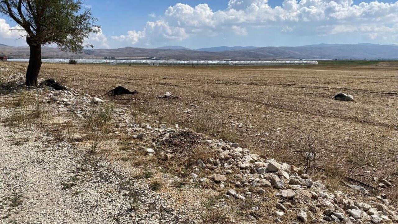 Su baskınında onlarca hayvan telef oldu!