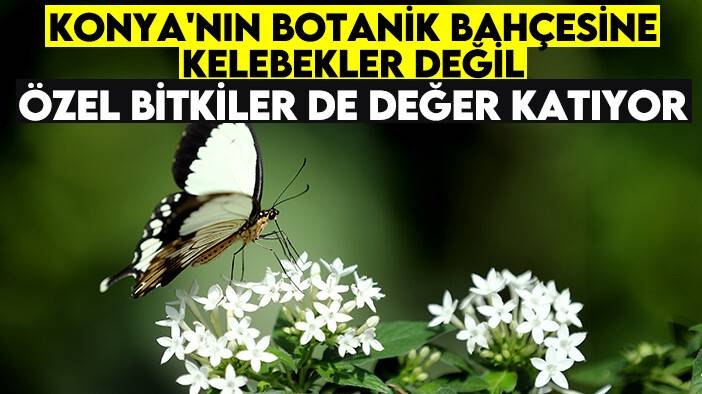 Konya'nın botanik bahçesine kelebekler değil özel bitkiler de değer katıyor