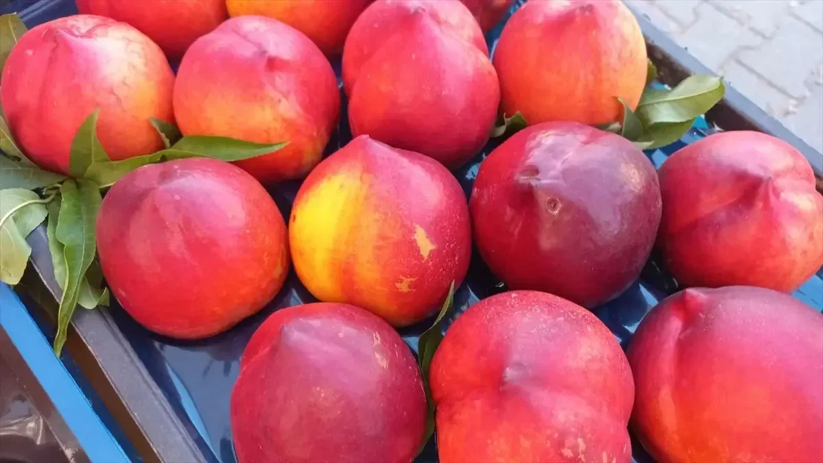 Kalp dostu ve sinirimi düzenliyor