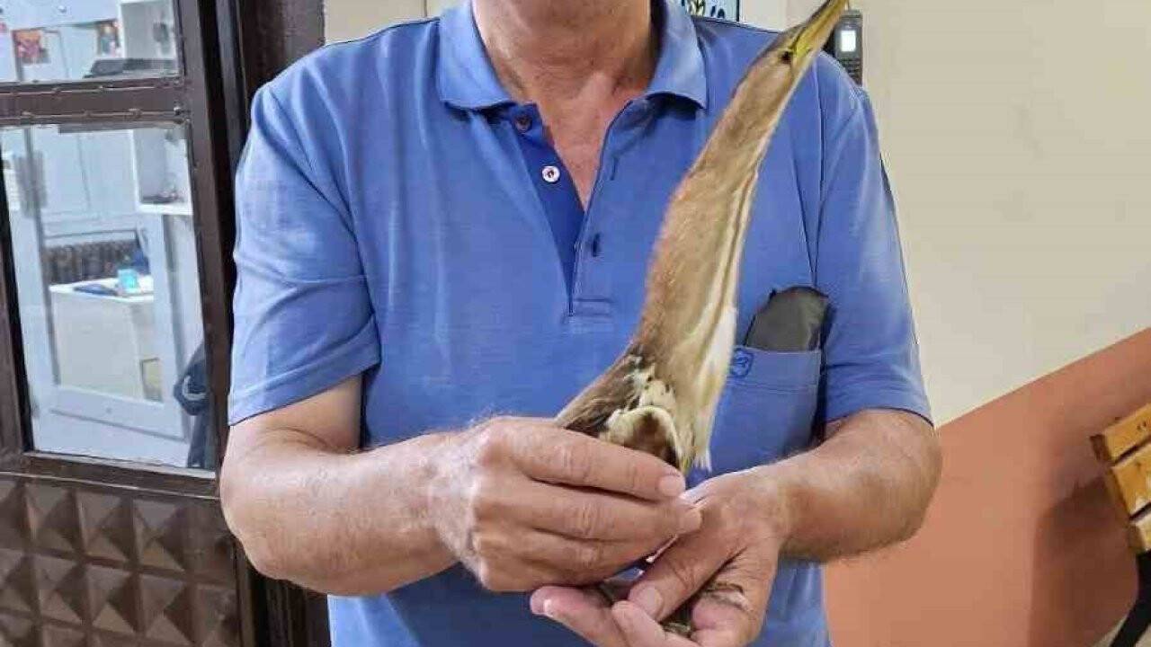 Nesli tükenmek üzere olan kuş bulundu