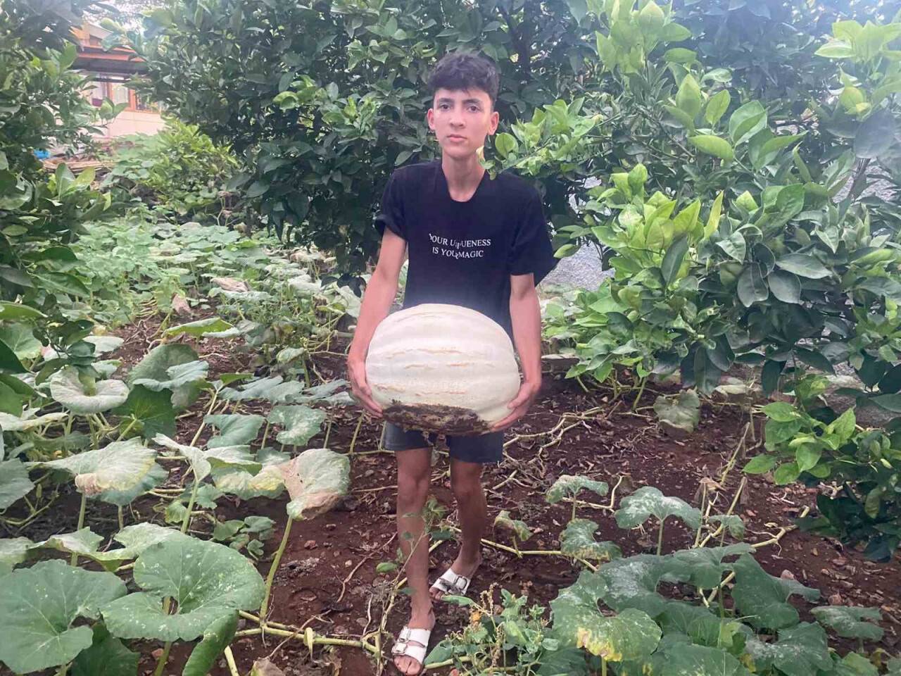 Hobi olarak evinin bahçesine kabak ekti, 500 kilo hasat yaptı