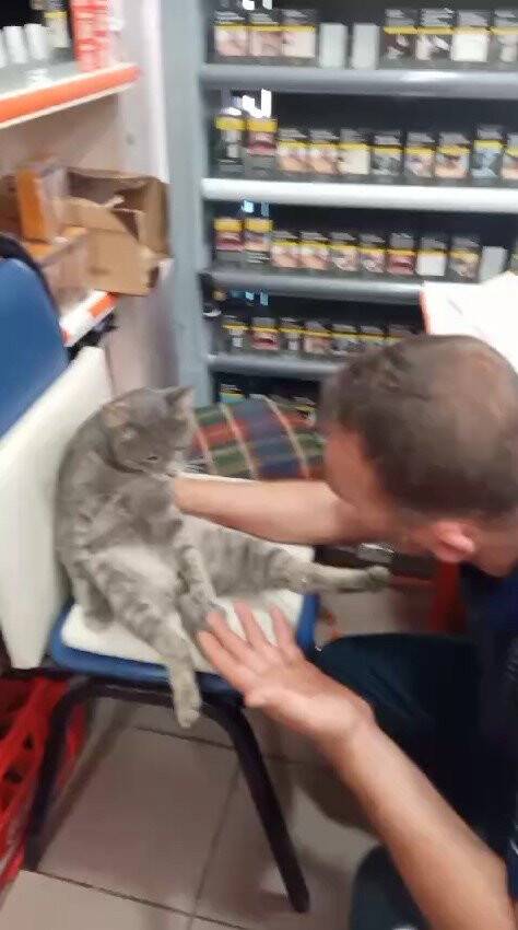 Balı fazla kaçıran kedi kendinden geçti (TIKLA&İZLE)