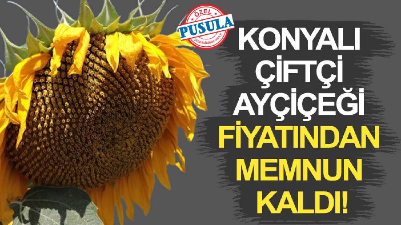 Konyalı çiftçi ayçiçeği fiyatından memnun kaldı