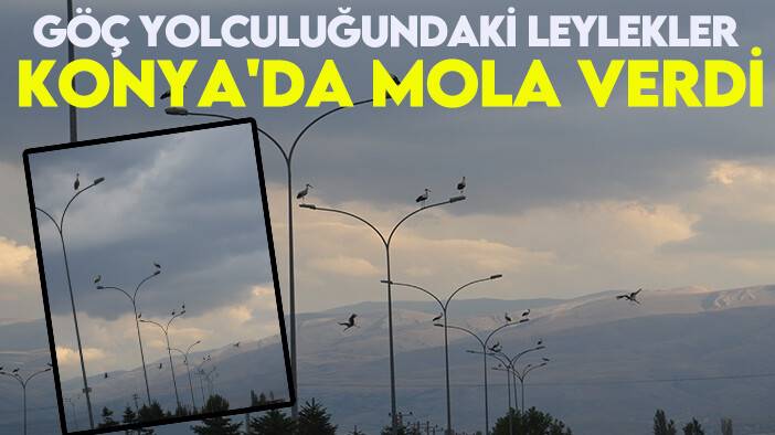 Göç yolculuğundaki leylekler Konya'da mola verdi