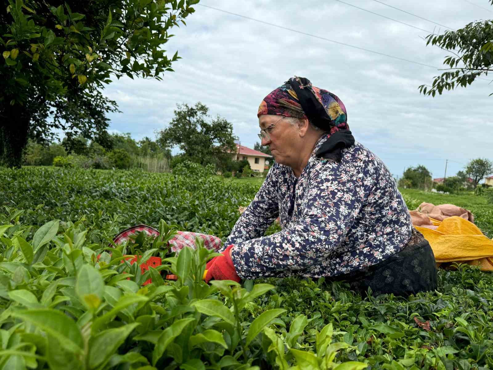 ÇAYKUR'dan "kota" açıklaması