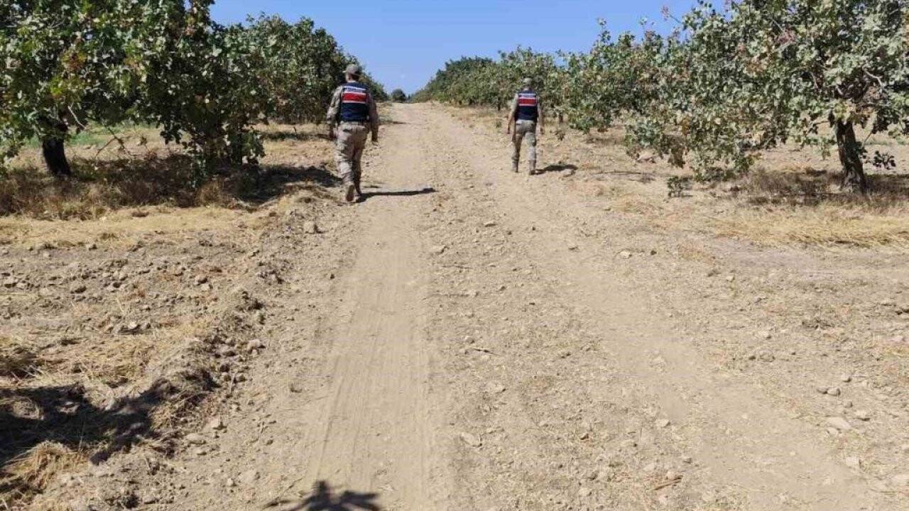 Şanlıurfa’da fıstık hırsızlarına suçüstü