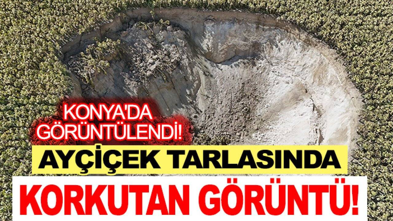 Ayçiçek tarlasında korkutan görüntü! Konya'da görüntülendi!