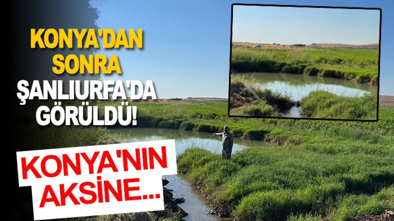 Konya'dan sonra Şanlıurfa'da görüldü! Konya'nın aksine...