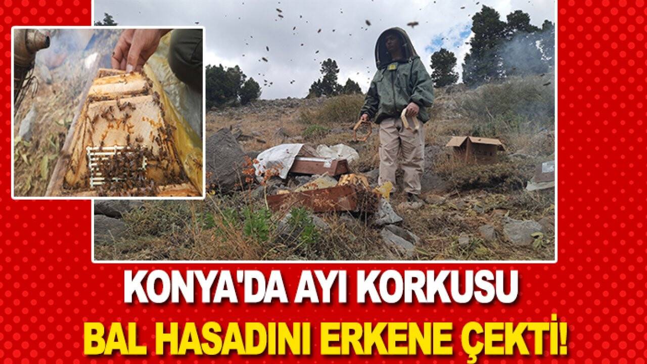 Konya'da ayı korkusu bal hasadını erkene çekti!
