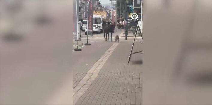 Yine saldırıp yaraladı ama bu sefer insanı değil (VİDEOLU)