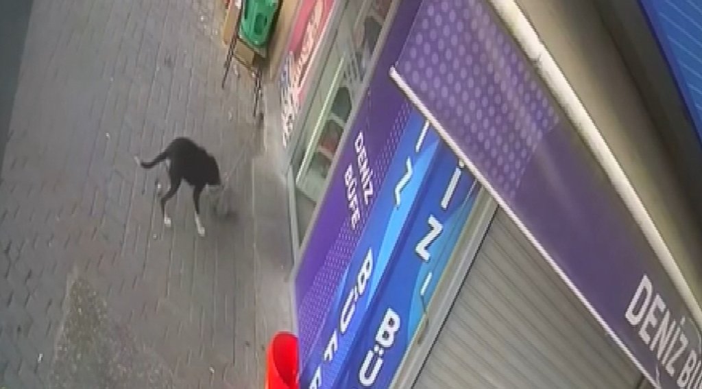 Beslediği köpek hırsız çıktı!