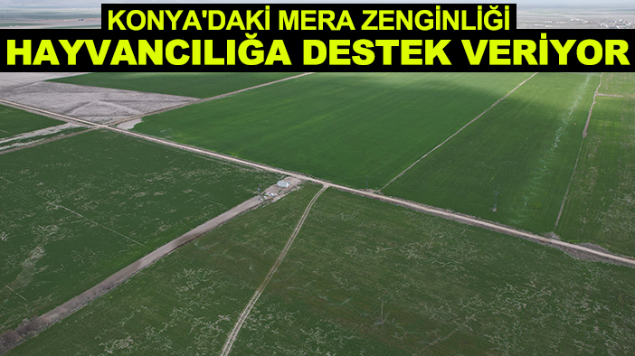 Konya'daki mera zenginliği hayvancılığa destek veriyor!