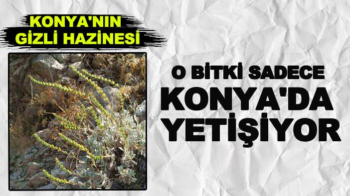 Konya'nın gizli hazinesi! O bitki sadece Konya'da yetişiyor