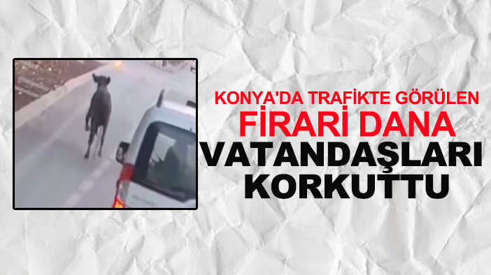 Konya'da trafikte görülen firari dana vatandaşları korkuttu!