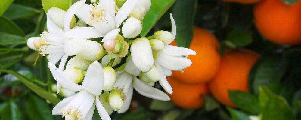 Portakal Çiçeği nerelerde kullanılır?