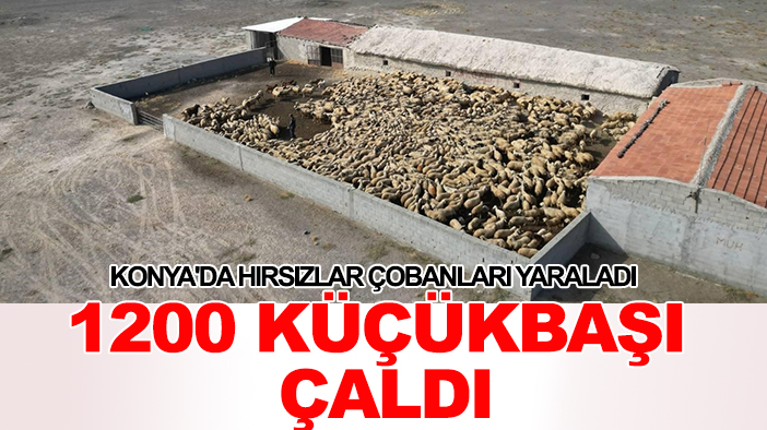 Konya'da hırsızlar çobanları yaraladı, 1200 küçükbaş hayvanı çaldı