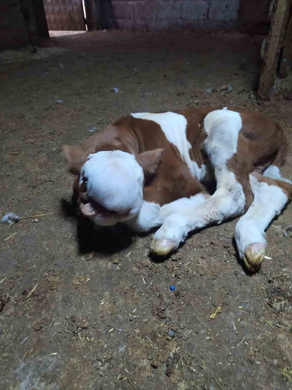 Yeni doğan buzağı şaşırttı: 'Ağzı doberman gibiydi, dili ağzına sığmıyordu'