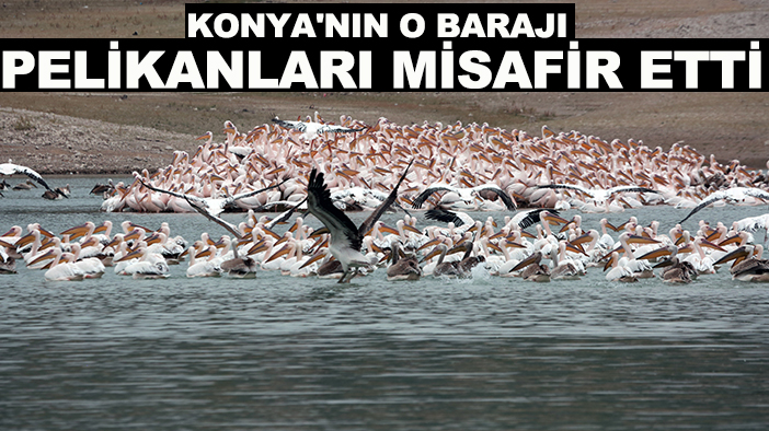 Konya'nın o barajı pelikanları misafir etti