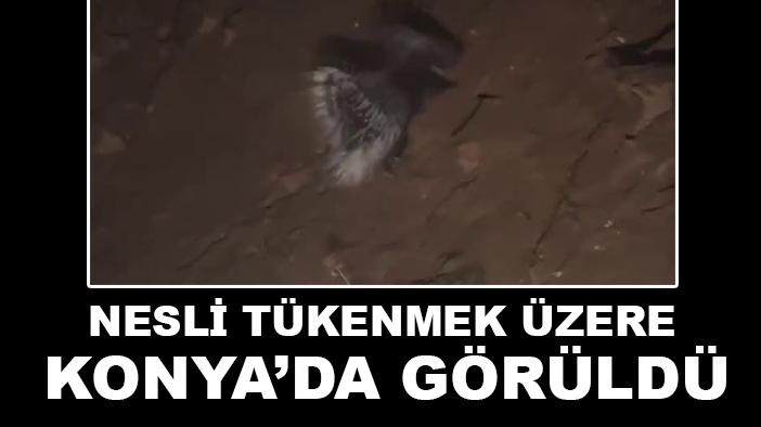 Konya’da nesli tükenme tehlikesi altında olan oklu kirpi görüntülendi