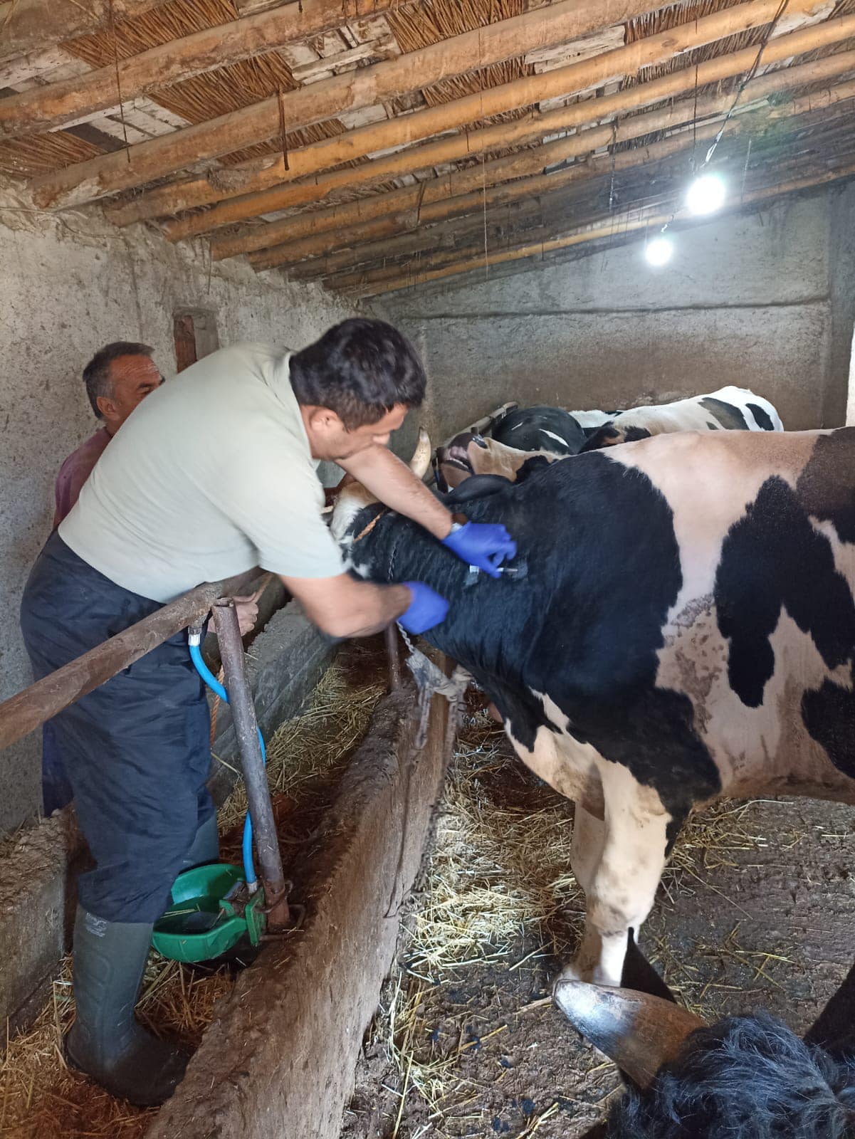 Beyşehir’de sonbahar şap aşısı kampanyası sürüyor