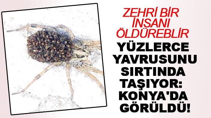 Zehri bir insanı öldürebilir! Yüzlerce yavrusunu sırtında taşıyor: Konya'da görüldü!