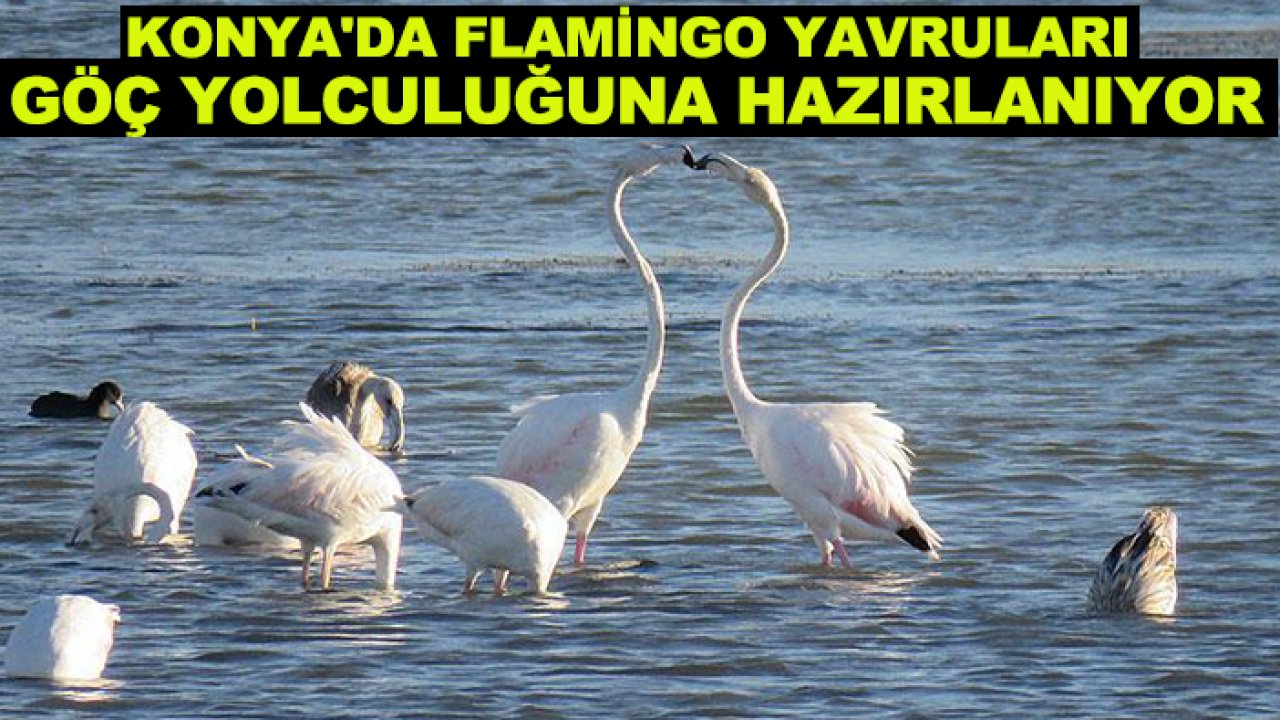 Konya'da flamingo yavruları göç yolculuğuna hazırlanıyor