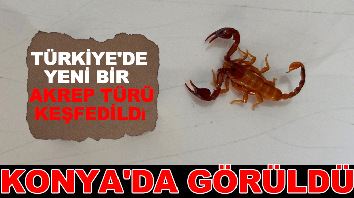 Türkiye'de yeni bir akrep türü keşfedildi! Konya'da görüldü