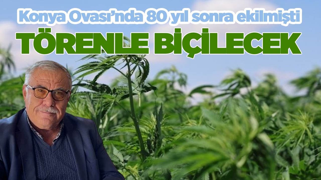 Konya Ovası’nda 80 yıl sonra ekilmişti, törenle biçilecek