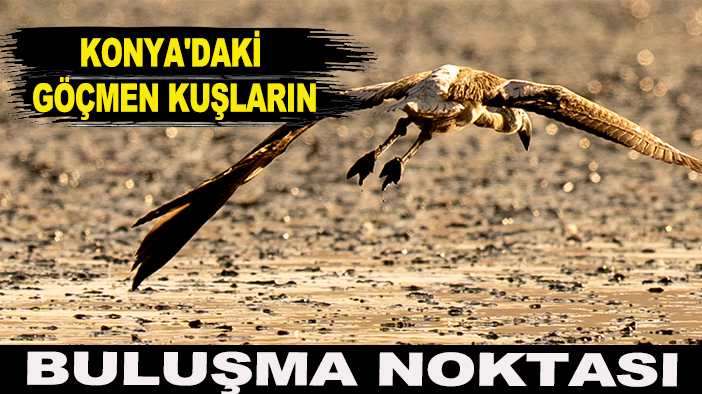 Konya'daki göçmen kuşların buluşma noktası!