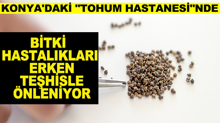 Konya'daki "tohum hastanesi"nde bitki hastalıkları erken teşhisle önleniyor