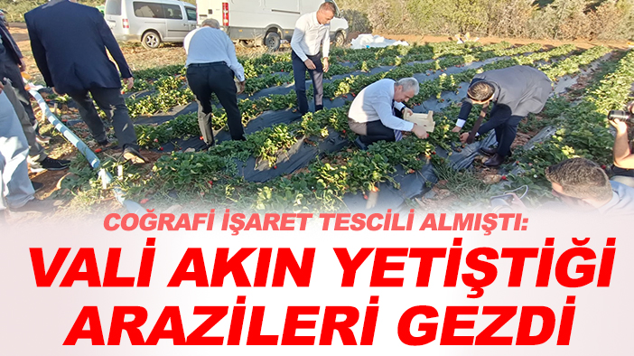 Coğrafi işaret tescili almıştı: Vali Akın yetiştiği arazileri gezdi