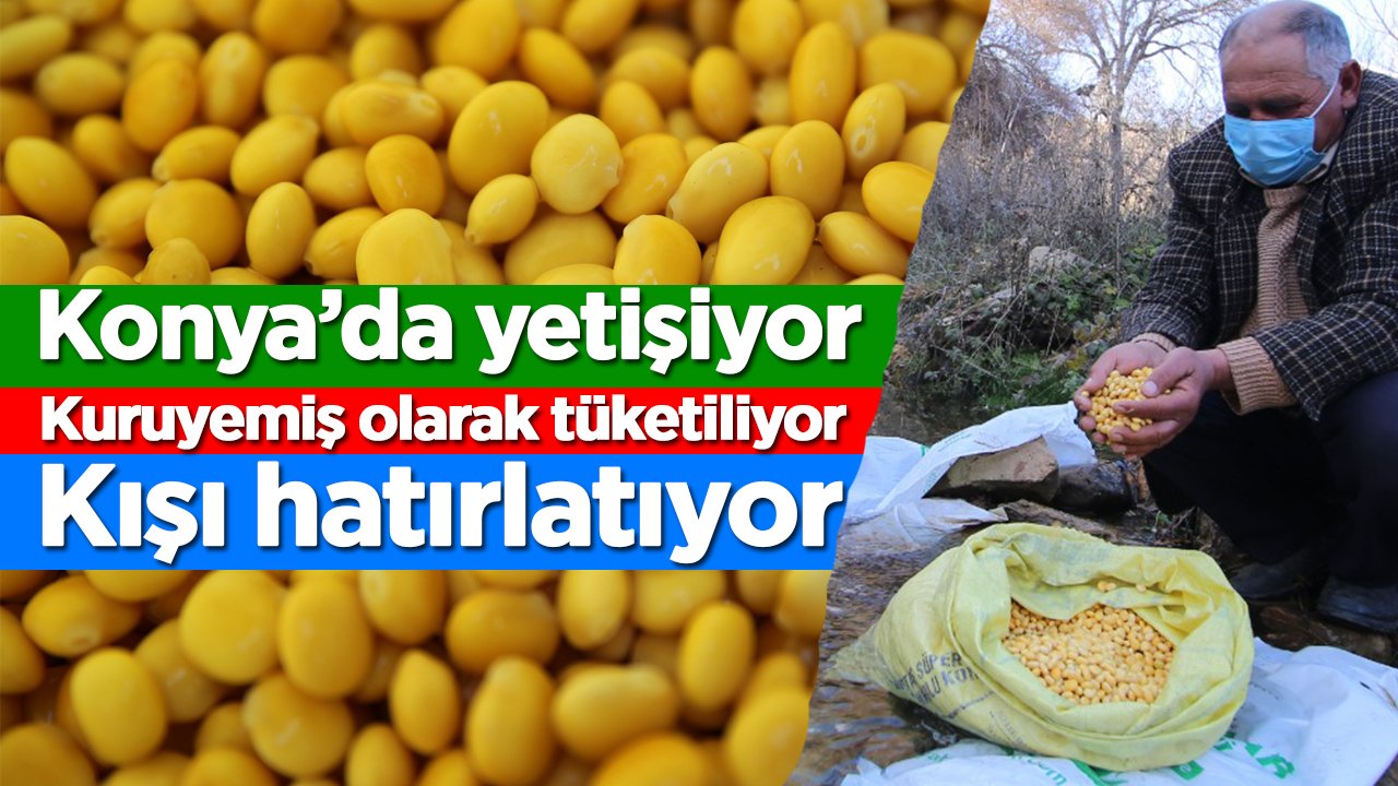 Konya’da yetişiyor, kuruyemiş olarak tüketiliyor, kışı hatırlatıyor