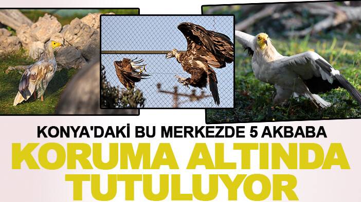 Konya'daki bu merkezde 5 akbaba koruma altında tutuluyor